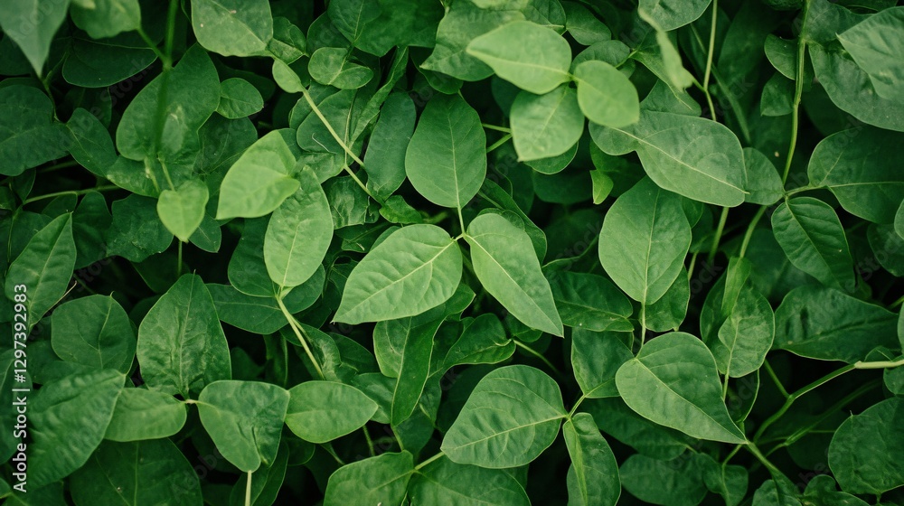 Vibrant Green Bean Field Agriculture Aerial View for Farming Concepts Vibrant Green Bean Field Agriculture Aerial View for Farming Concepts