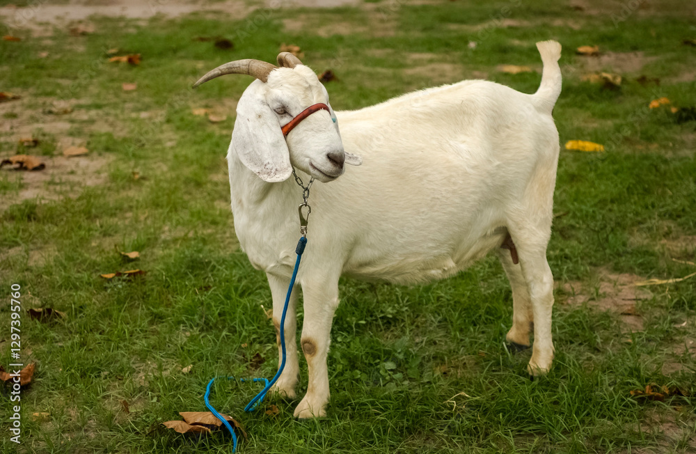 Boer Goat Kid Standing on Green Pasture in a Rural Farm Boer Goat Kid Standing on Green Pasture in a Rural Farm