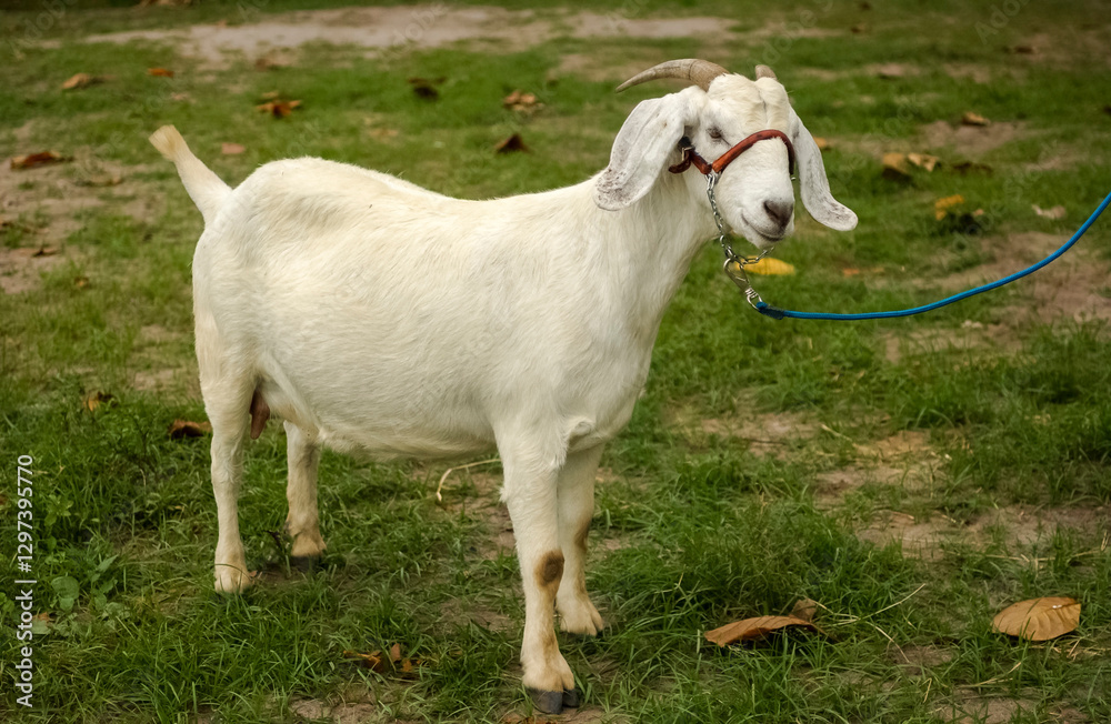 Boer Goat Kid Standing on Green Pasture in a Rural Farm Boer Goat Kid Standing on Green Pasture in a Rural Farm