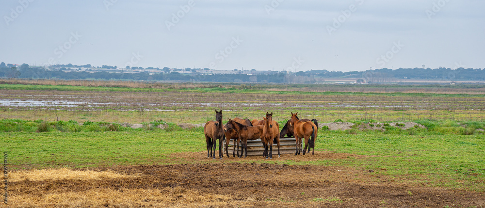 Obraz premium Group of chestnut colored Lusitano horses in a rural setting