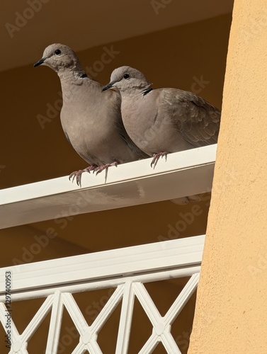 seagull on the wall