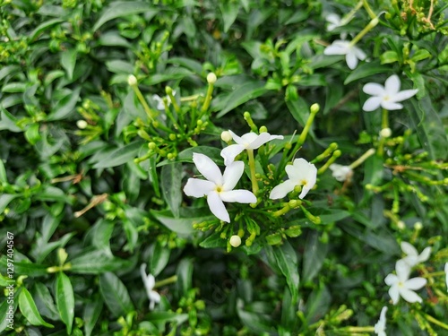 Beautiful Frangipani (Plumeria) Flower in Tropical Garden