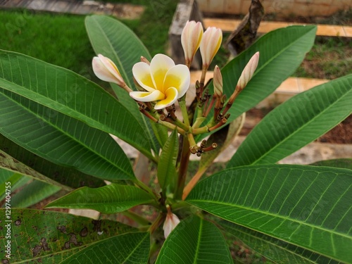 Beautiful Frangipani (Plumeria) Flower in Tropical Garden