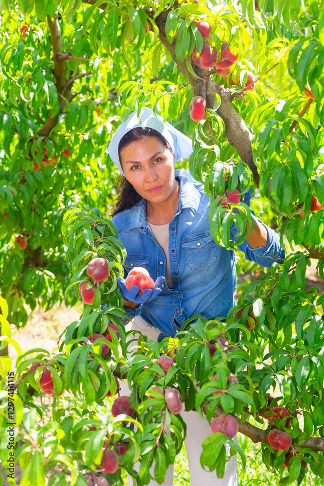Φωτογραφία Young adult woman farmer harvesting ripe fig peaches on fruit plantation