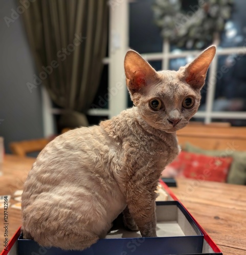 cat on the table