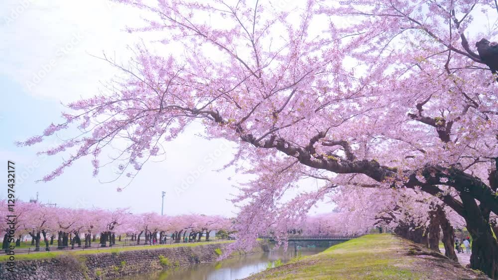 Walking along a road full of cherry blossoms, Hokkaido, Japan, beautiful 桜が沢山ある道で散歩 日本 北海道 美しい Walking along a road full of cherry blossoms, Hokkaido, Japan, beautiful 桜が沢山ある道で散歩 日本 北海道 美しい