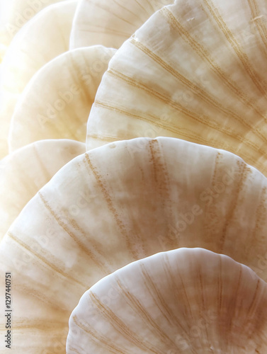 A mesmerizing close-up of delicate, overlapping seashells in soft neutral tones. The intricate patterns and subtle textures highlight organic beauty, creating a serene and elegant visual composition.