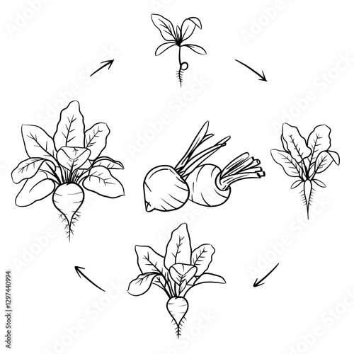 Hand drawn vector sketch illustration Line art, Life cycle of Beetroot plant, Growth stages from seed to flowering and fruiting plant isolated on white background