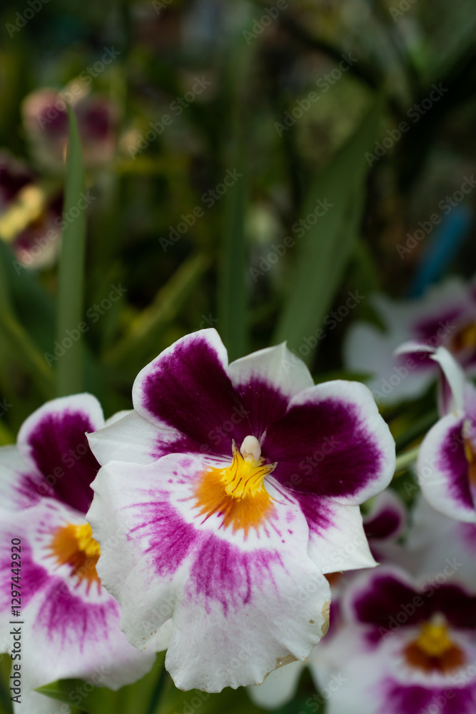カラフルな洋ランの花
カラフルな洋ランの花