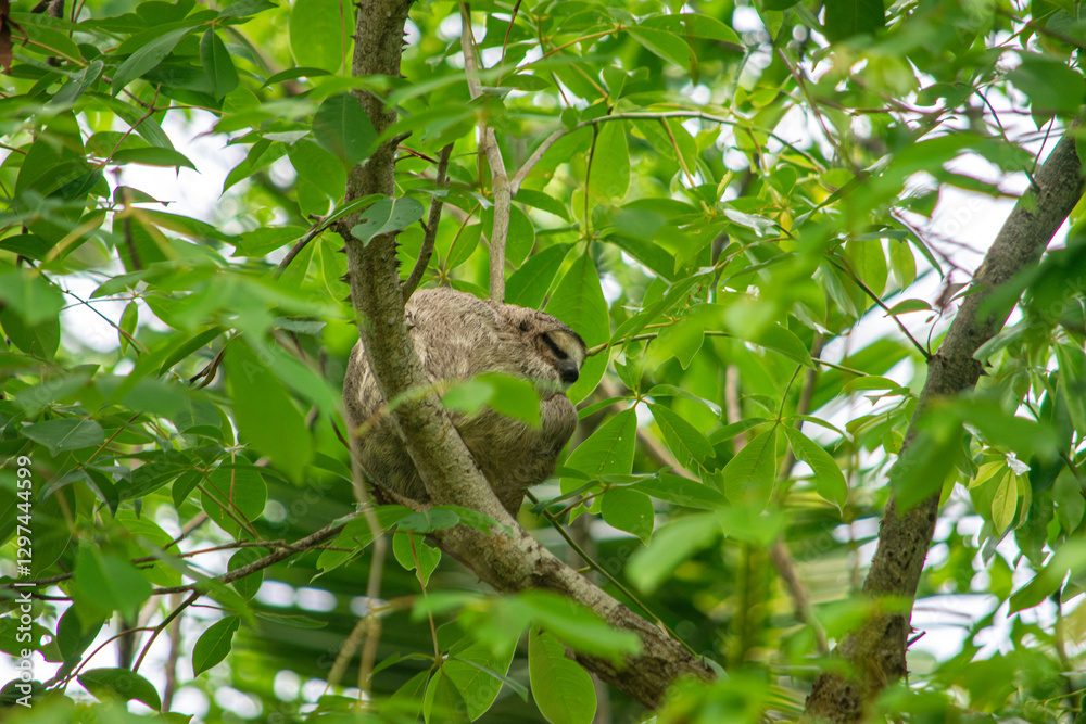 Sloth Resting Among Tropical Greenery in Rincon del Mar, Sucre, Colombia Sloth Resting Among Tropical Greenery in Rincon del Mar, Sucre, Colombia