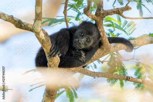 Photography Baby Howler Monkey (Alouatta palliata) in Costa Rican Rainforest