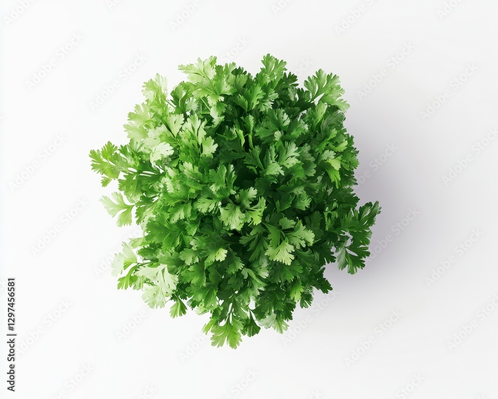 Fototapeta premium Fresh Cilantro Herb Bunch