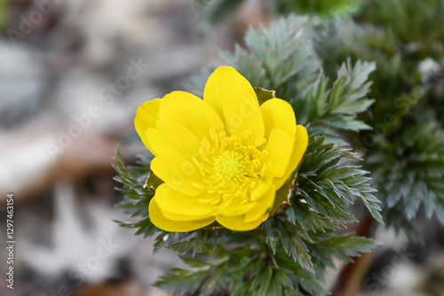 Plakat 福寿草 forked-stem adonis