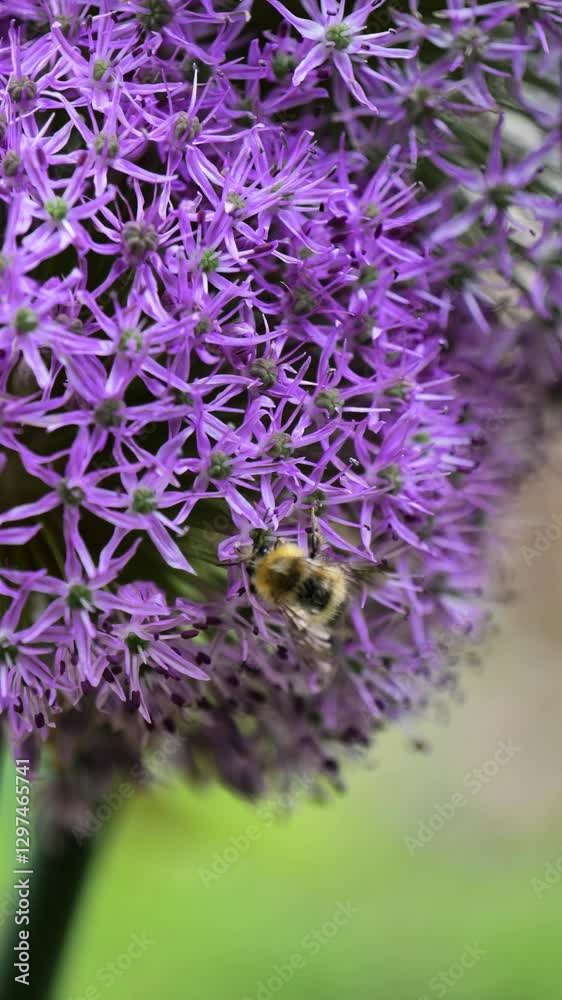 Allium Gladiator and bees.Vertical video. Onion flowers. Purple onion variety Gladiator. Round purple caps of onion flowers close up.Summer bulbous flowers in lilac shades.4k footage Allium Gladiator and bees.Vertical video. Onion flowers. Purple onion variety Gladiator. Round purple caps of onion flowers close up.Summer bulbous flowers in lilac shades.4k footage