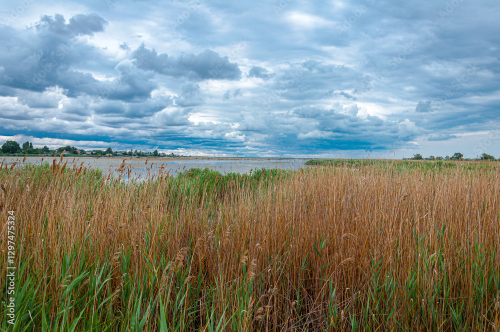 A serene landscape of tall reeds by a calm body of water under a dramatic cloudy sky. The natural beauty of Ukraine’s wetlands, offering a peaceful and wild atmosphere. A serene landscape of tall reeds by a calm body of water under a dramatic cloudy sky. The natural beauty of Ukraine’s wetlands, offering a peaceful and wild atmosphere.