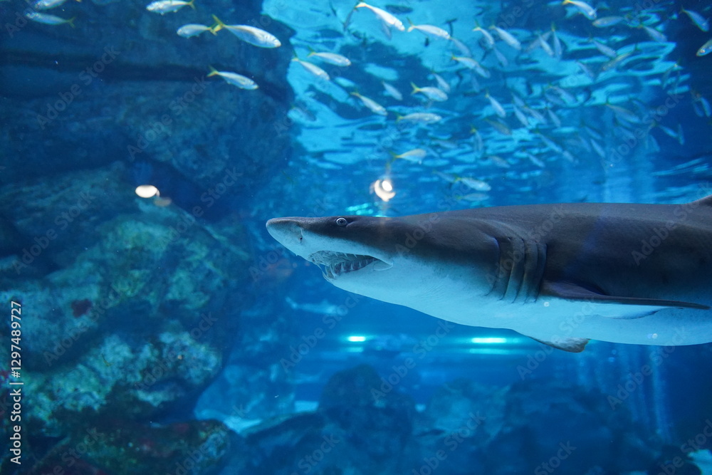 Obraz premium 水族館の生き物たち
