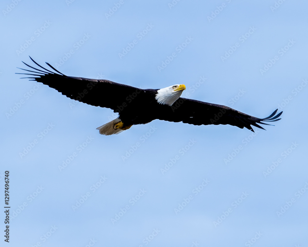 Majestic Alaskan bald eagle soaring through a clear blue sky. Majestic Alaskan bald eagle soaring through a clear blue sky.