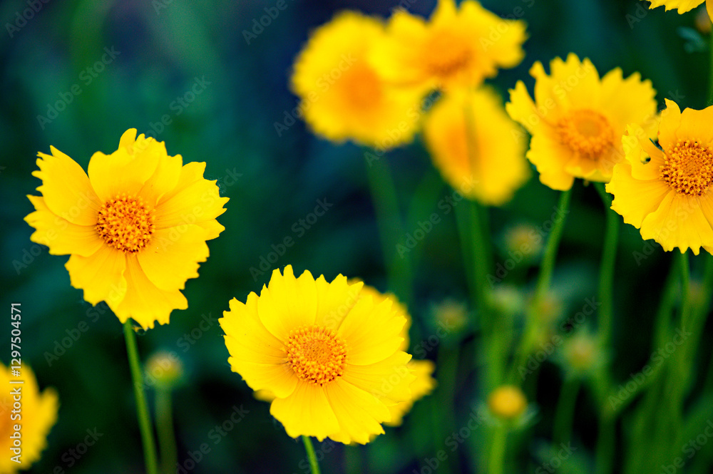 The golden chrysanthemum in the park blooms with beautiful golden flowers. Close up The golden chrysanthemum in the park blooms with beautiful golden flowers. Close up