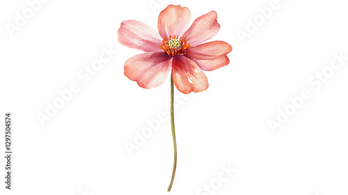 Fototapeta Naklejka Na Ścianę i Meble -  A watercolor painting of a pink flower with a stem