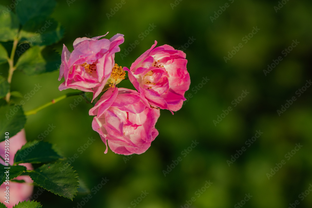 When the red rose flowers are in full bloom, a close-up of the rose flowers When the red rose flowers are in full bloom, a close-up of the rose flowers
