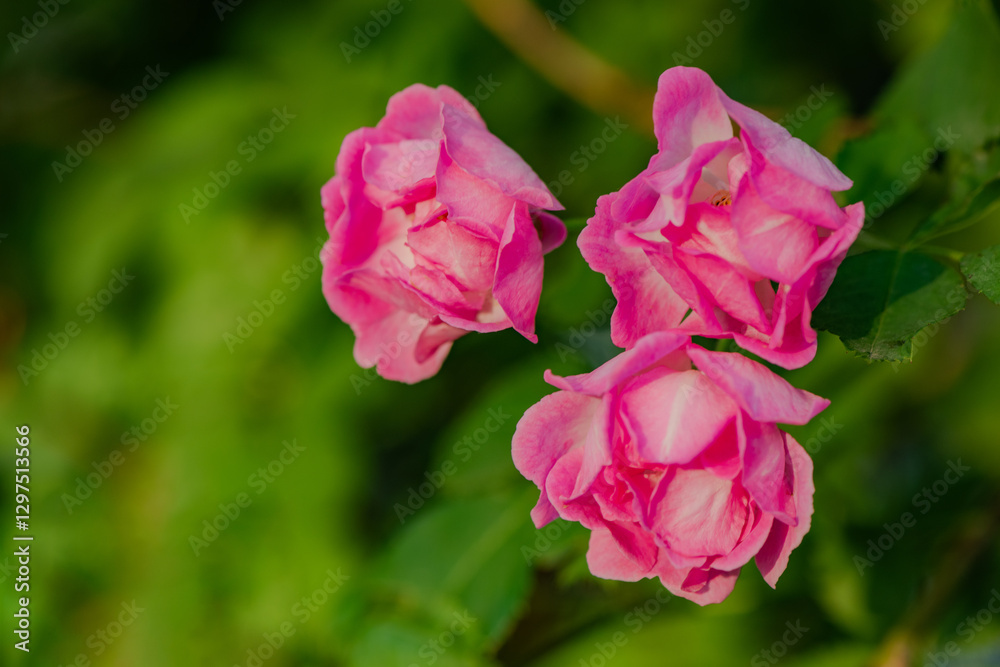 Fototapeta premium When the red rose flowers are in full bloom, a close-up of the rose flowers