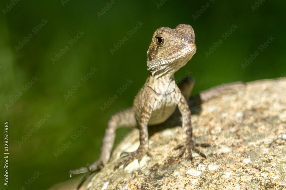 Hatchling Australian Eastern Water Dragon Hatchling Australian Eastern Water Dragon