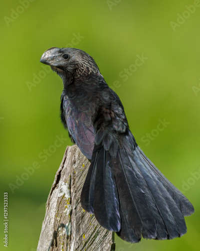 Anu preto (Crotophaga ani) pousado abrindo seu lindo rabo de penas sob um fundo verde desfocado  photo
