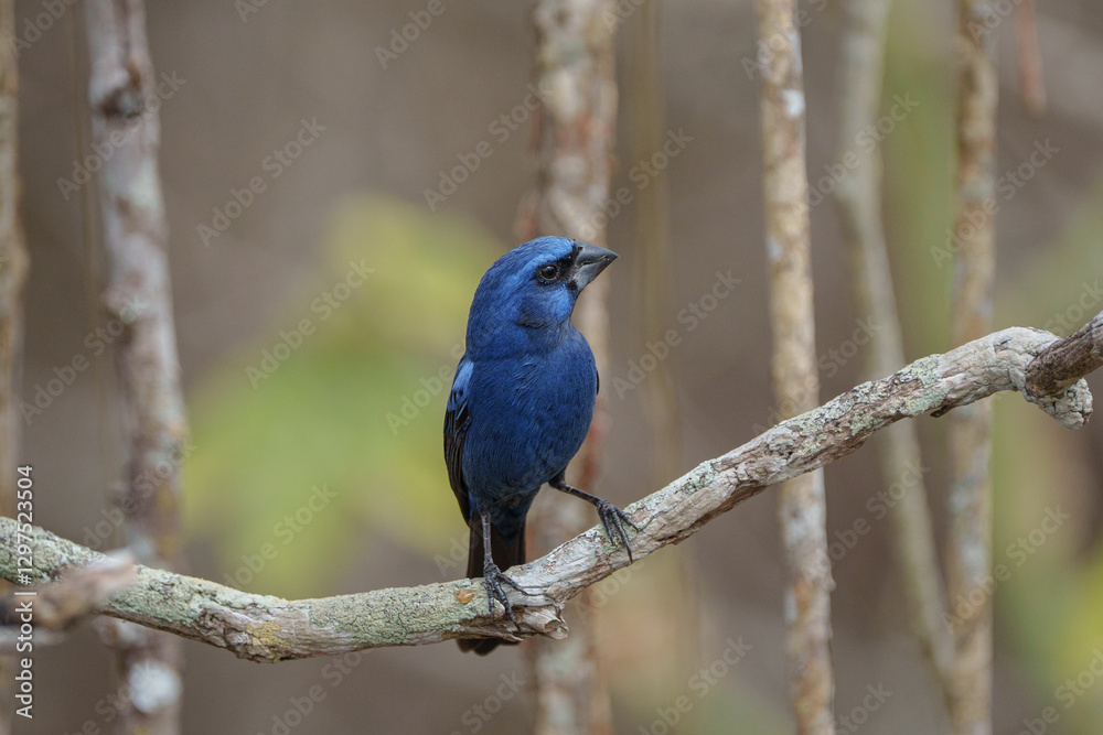 Fototapeta premium Azulão (Cyanoloxia brissonii) de frente olhando para o lado sob um lindo fundo desfocado