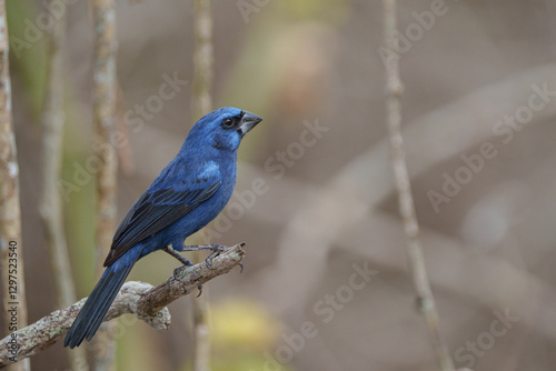 Quadro su tela Azulão (Cyanoloxia brissonii) pousado em um galho de lado sob um lindo fundo des