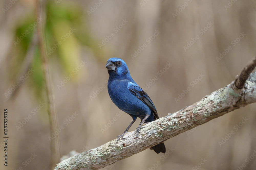 Azulão (Cyanoloxia brissonii) pousado em um galho sob um fundo marrom desfocado Azulão (Cyanoloxia brissonii) pousado em um galho sob um fundo marrom desfocado