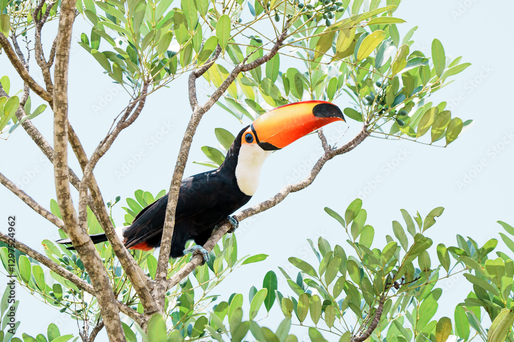 Obraz premium Tucanuçu (Ramphastos toco) pousado na árvore por entre os galhos