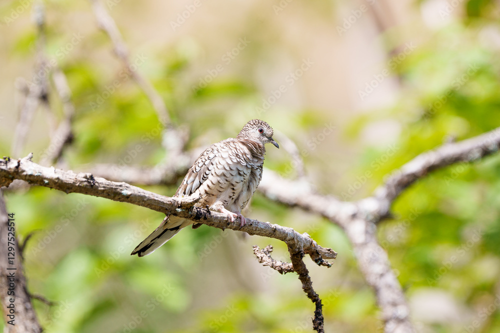 Rolinha fogo apagou (Columbina squammata) isolada numa árvore Rolinha fogo apagou (Columbina squammata) isolada numa árvore