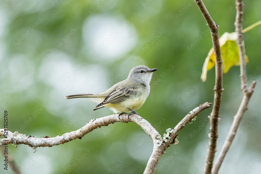 Suiriri cinzento (Suiriri suiriri) pousado sob um fundo verde desfocado Suiriri cinzento (Suiriri suiriri) pousado sob um fundo verde desfocado