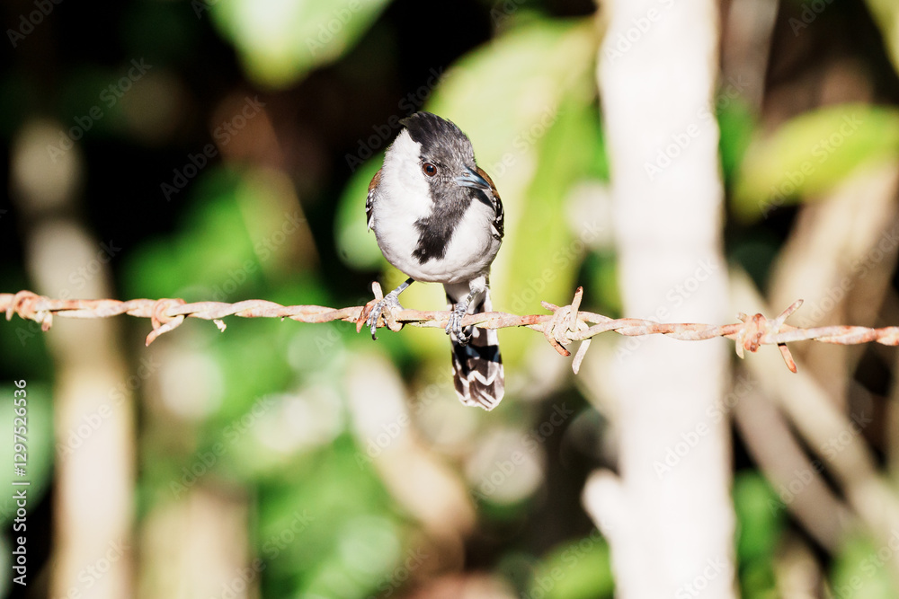 Obraz premium Choca do nordeste macho (Sakesphoroides cristatus) pousado em um arame farpado