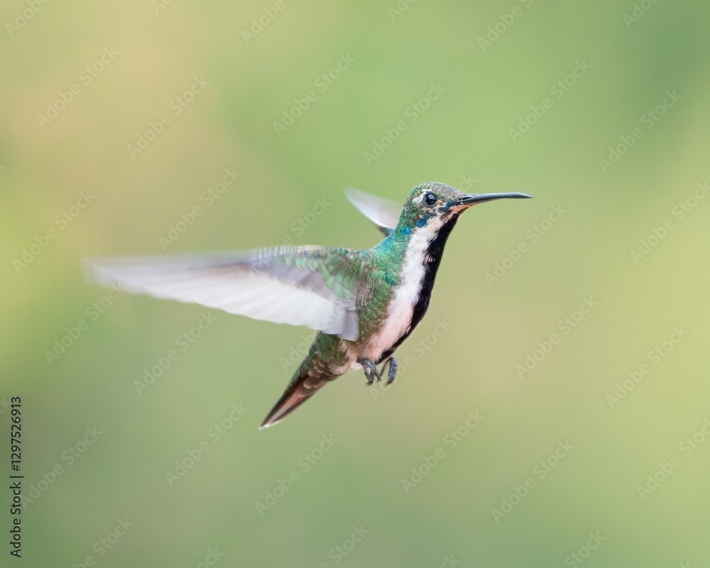 Beija flor de veste preta fêmea (Anthracothorax nigricollis) voando sob um fundo verde desfocado Beija flor de veste preta fêmea (Anthracothorax nigricollis) voando sob um fundo verde desfocado
