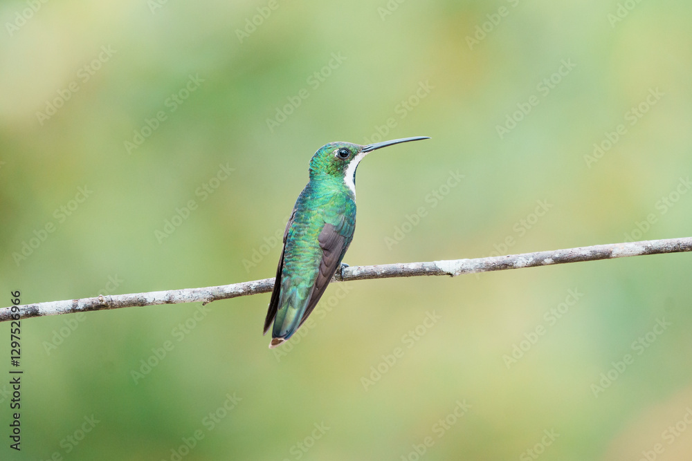 Fototapeta premium Beija flor de veste preta fêmea (Anthracothorax nigricollis) pousado em um galho sob um fundo verde desfocado