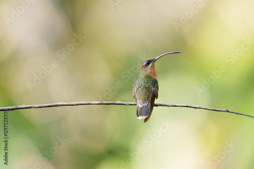 Beija flor balança rabo de bico torto (fêmea) pousado com a língua pra fora do bico, sob um lindo fundo verde desfocado (Glaucis hirsutus)