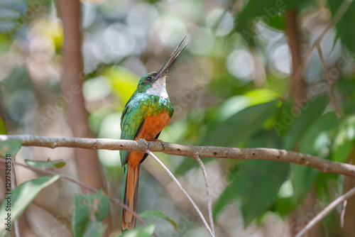 Ariramba de cauda ruiva (Galbula ruficauda) macho olhando para a direita com o bico aberto em cima de um galho reto com um fundo desfocado e bem iluminado photo