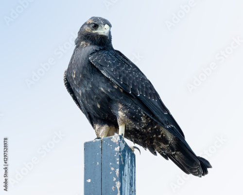 Águia serrana jovem (Geranoaetus melanoleucus) levemente virado para a esquerda enquanto olha para direita pousada em uma madeira com um céu totalmente limpo formando um degradê entre azul e branco photo