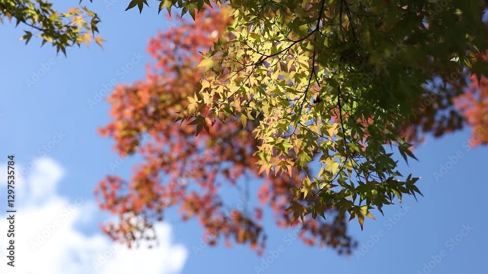 Red and orange autumn background scene of red maple leaves against blue sky. Natural Autumn composition. Red and orange autumn background scene of red maple leaves against blue sky. Natural Autumn composition.