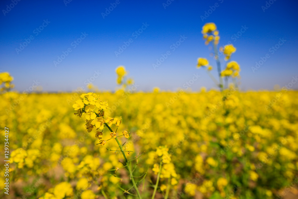Yellow rape flower bloom in the farm Yellow rape flower bloom in the farm
