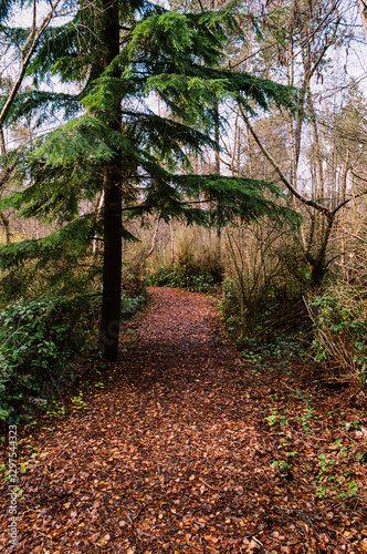 Wallpaper Mural Alley path in a dense autumn forest park western Canada Torontodigital.ca