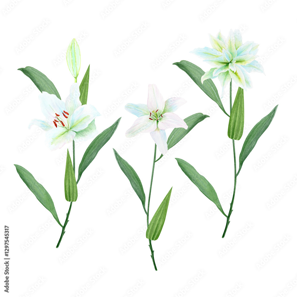 Obraz premium White lily flowers with stems watercolor illustration set isolated on white. High quality clip art perfect for cards, posters, stickers, Easter, christening spring, mother's day, wedding cards