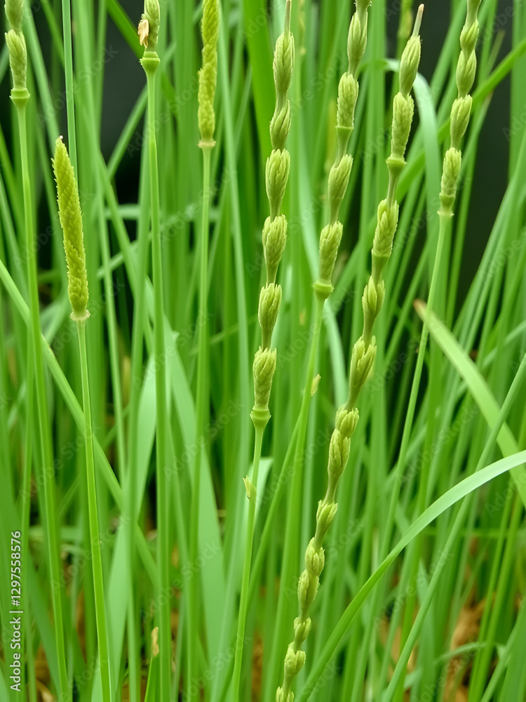 Equisetum (horsetail, snake grass, puzzlegrass) is the only living genus in Equisetaceae for education in laboratory. Equisetum (horsetail, snake grass, puzzlegrass) is the only living genus in Equisetaceae for education in laboratory.