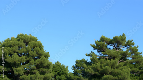 Trees with transparent background.