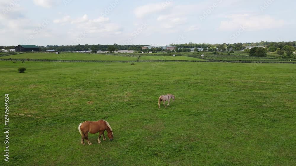 Horses grazing in pastures of Kentucky Horse Park in Lexington Kentucky, USA Horses grazing in pastures of Kentucky Horse Park in Lexington Kentucky, USA