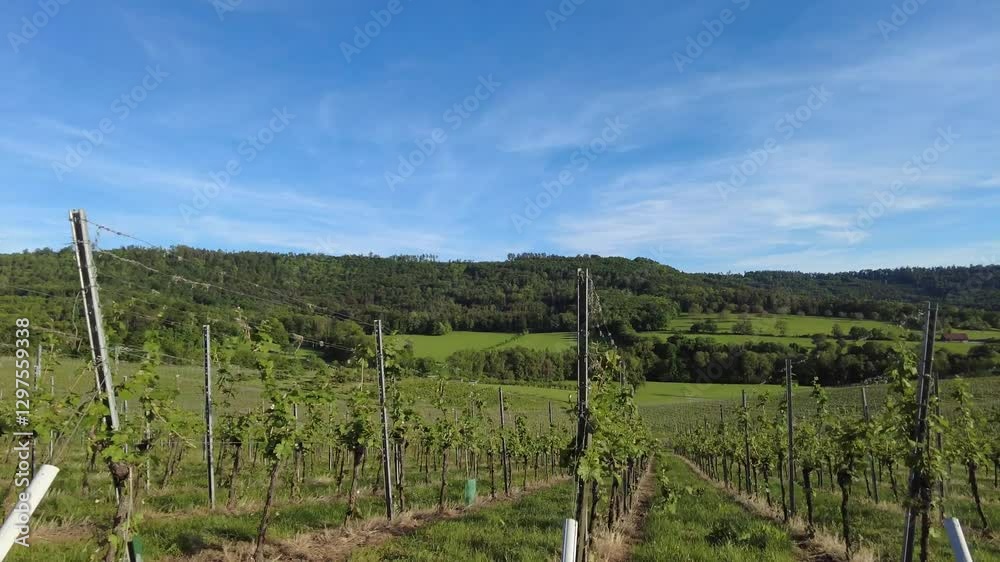 beautiful landscape in the hohenlohe region, near the village of michelbach am wald, Germany, Europe