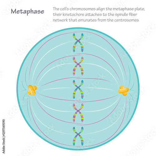 Metaphase: the dividing cell during mitosis photo