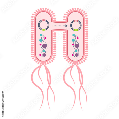 Horizontal Gene Transfer Conjugation science educational graphic