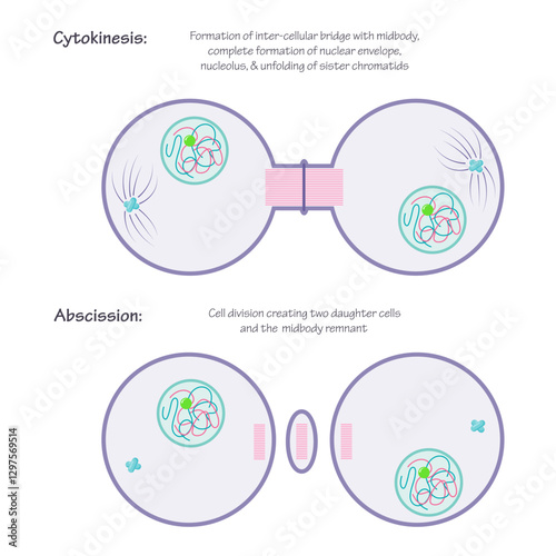 Cytokinesis and Abscission phases of mitosis